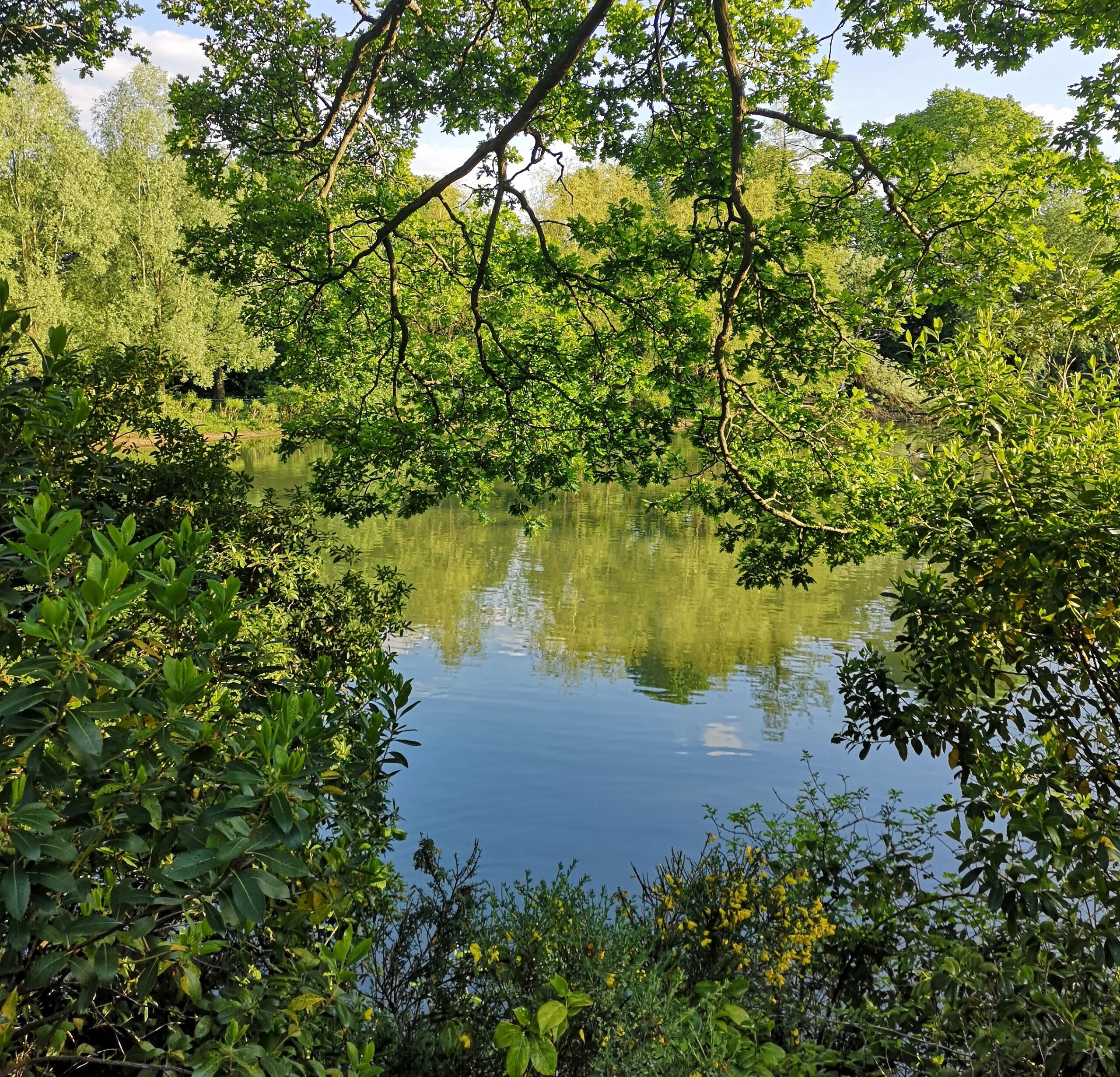 A photograph of a lake in a park in summer. The lake is framed by greenery and reflecting the bright blue sky. There are luscious trees in far distance, leafy tree branches hanging down and green bushes in the bottom of the frame.