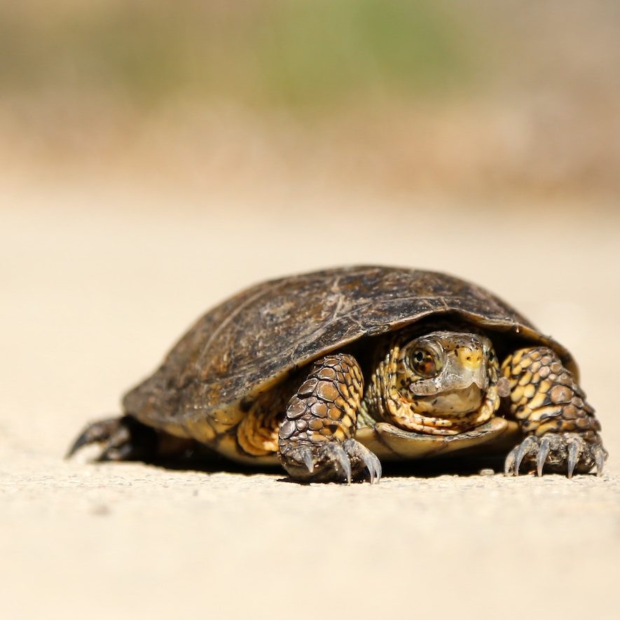 A tortoise crawling slowly along on sand